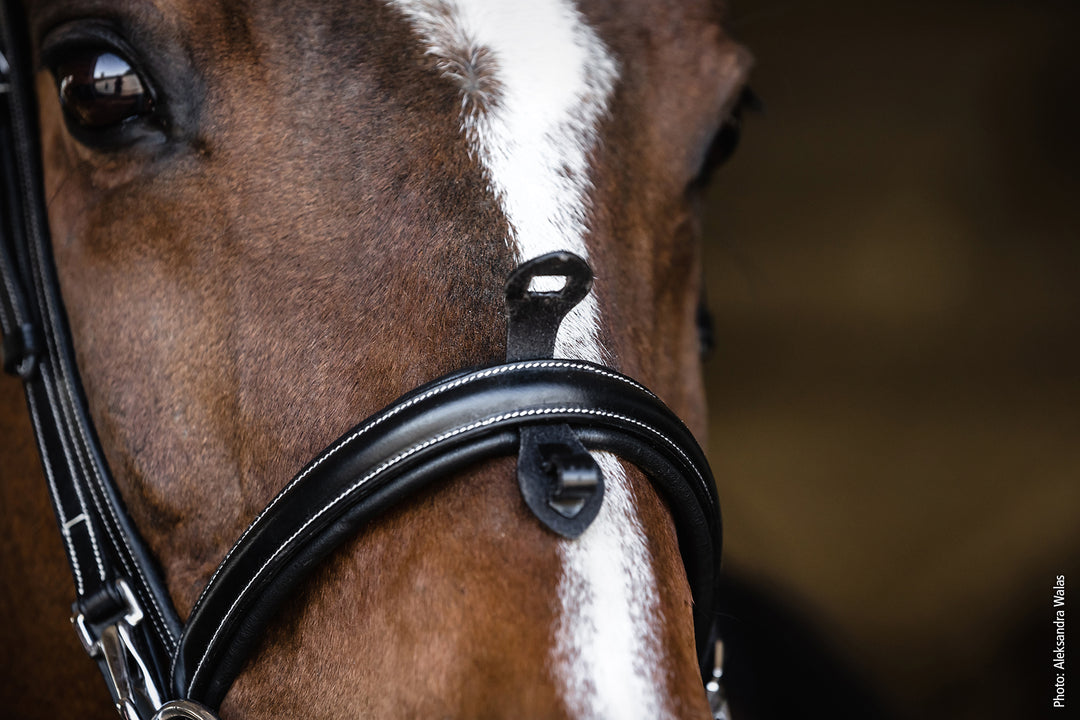 Schockemohle Neo Line Dortmund Snaffle Bridle - Snaffle Bridle - Kingdom Equestrian