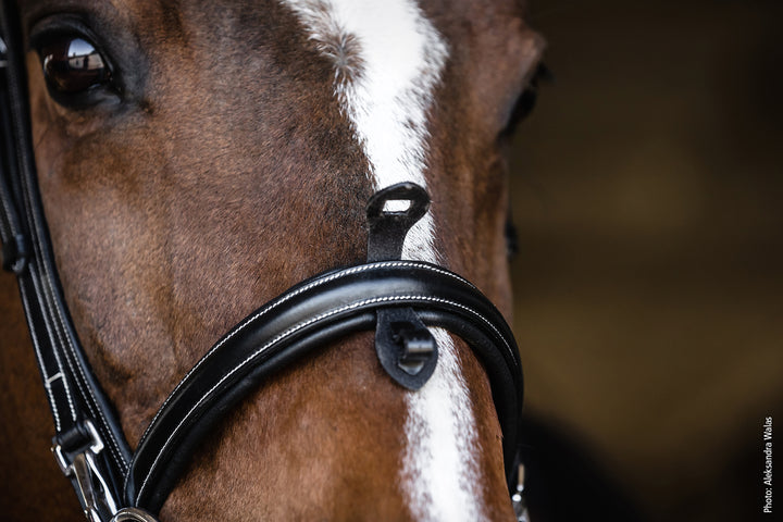Schockemohle Neo Line Dortmund Snaffle Bridle - Snaffle Bridle - Kingdom Equestrian