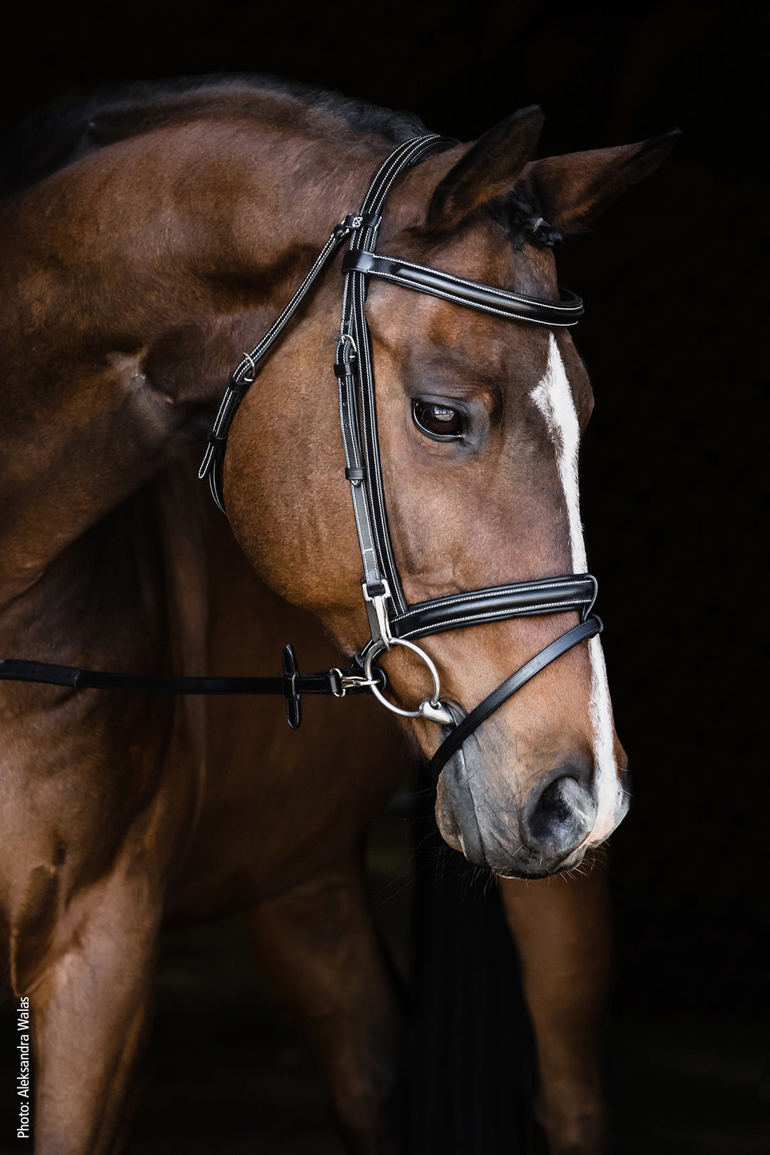 Schockemohle Neo Line Dortmund Snaffle Bridle - Snaffle Bridle - Kingdom Equestrian