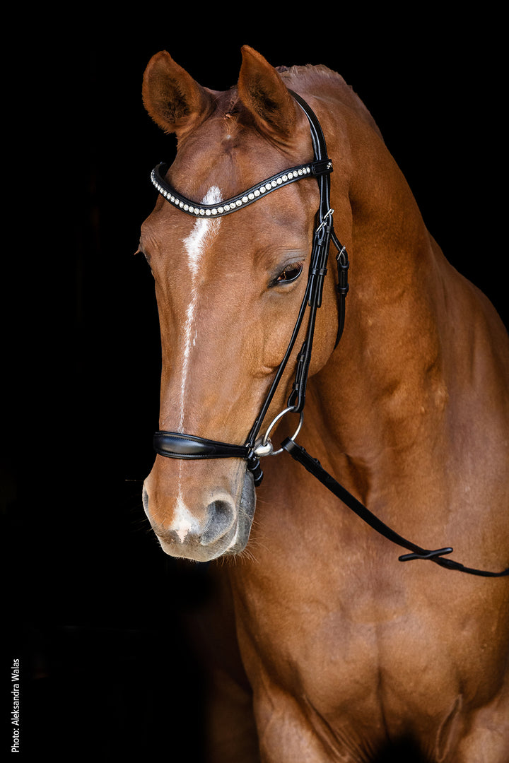 Schockemohle Pisa Drop Noseband Bridle - Snaffle Bridle - Kingdom Equestrian
