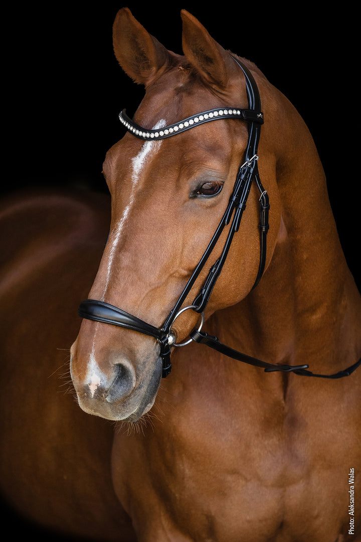 Schockemohle Pisa Drop Noseband Bridle - Snaffle Bridle - Kingdom Equestrian