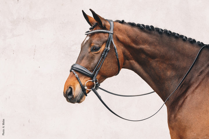Shockemohle Malibu Snaffle Bridle - Snaffle Bridle - Kingdom Equestrian