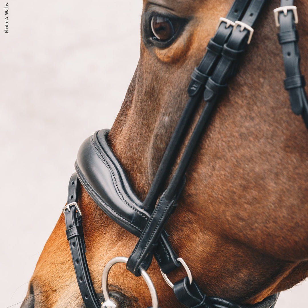 Shockemohle Malibu Snaffle Bridle - Snaffle Bridle - Kingdom Equestrian