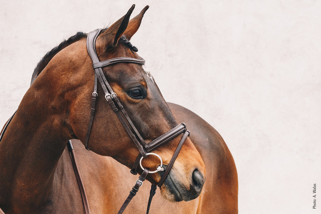 Schockemohle Tokyo Select - Snaffle Bridle - Kingdom Equestrian