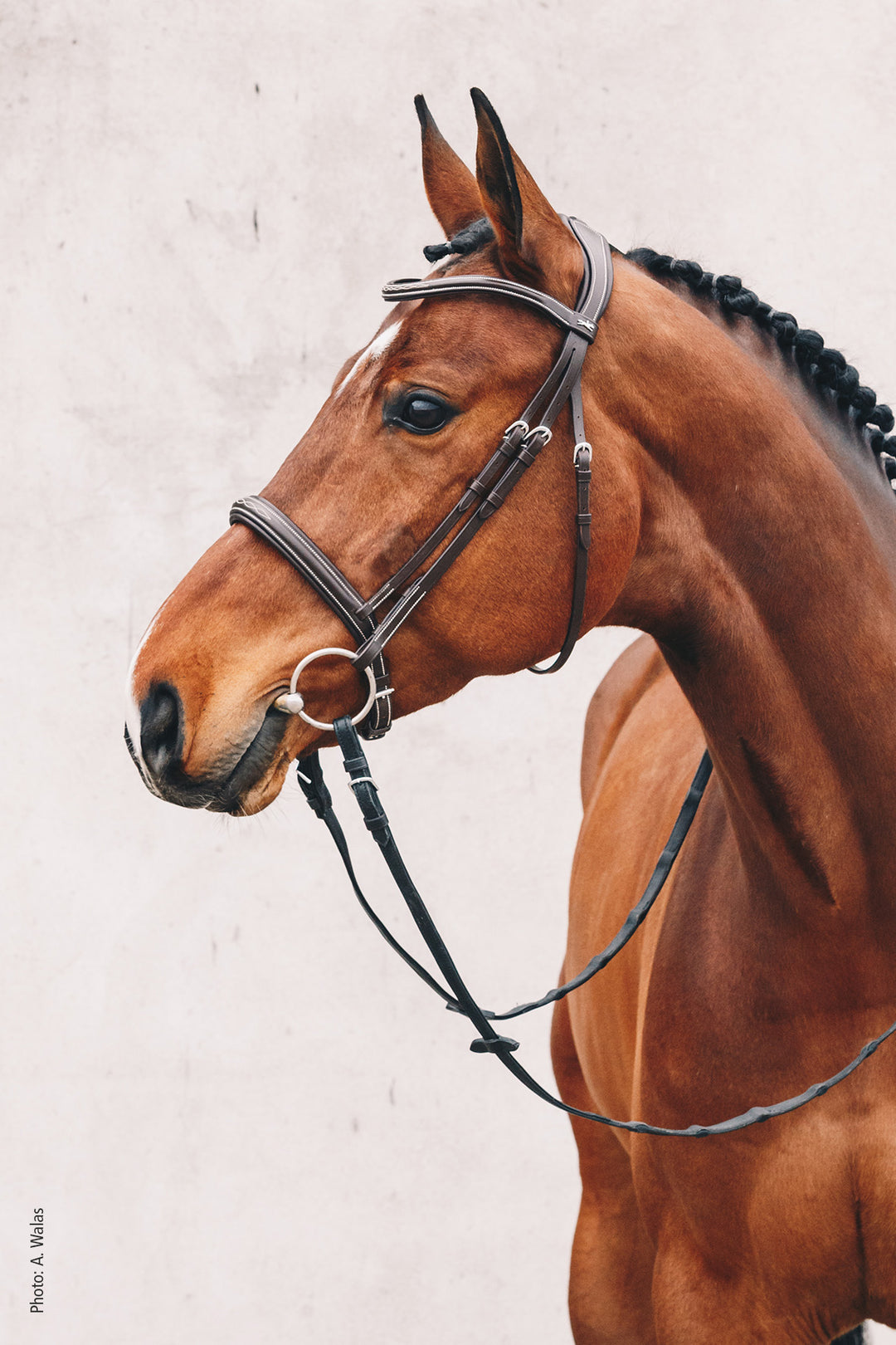 Schockemohle Montreal Select - Snaffle Bridle - Kingdom Equestrian