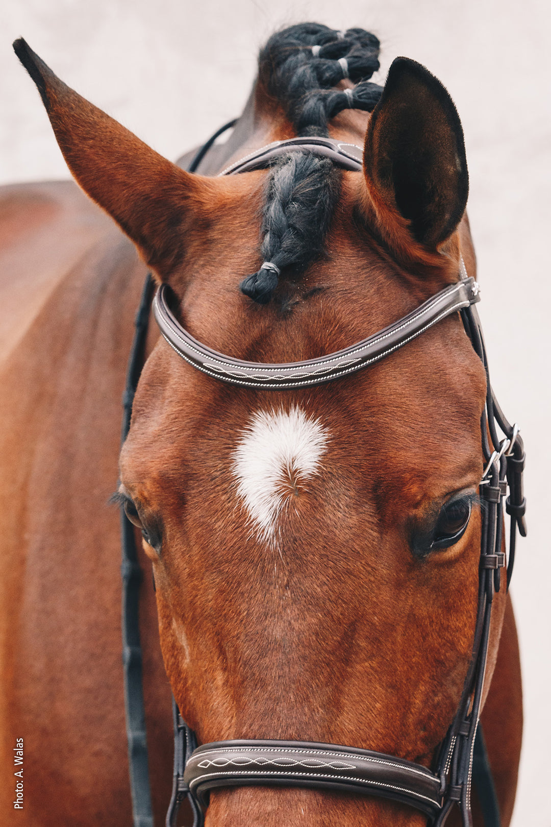 Schockemohle Montreal Select - Snaffle Bridle - Kingdom Equestrian