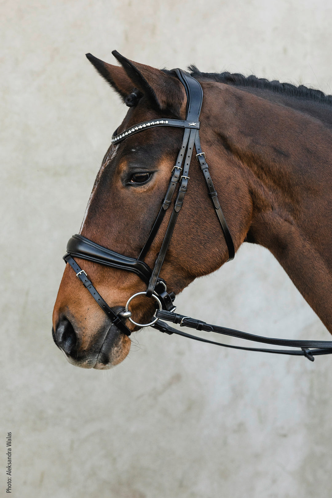 Shockemohle Brantford Snaffle Bridle - Snaffle Bridle - Kingdom Equestrian
