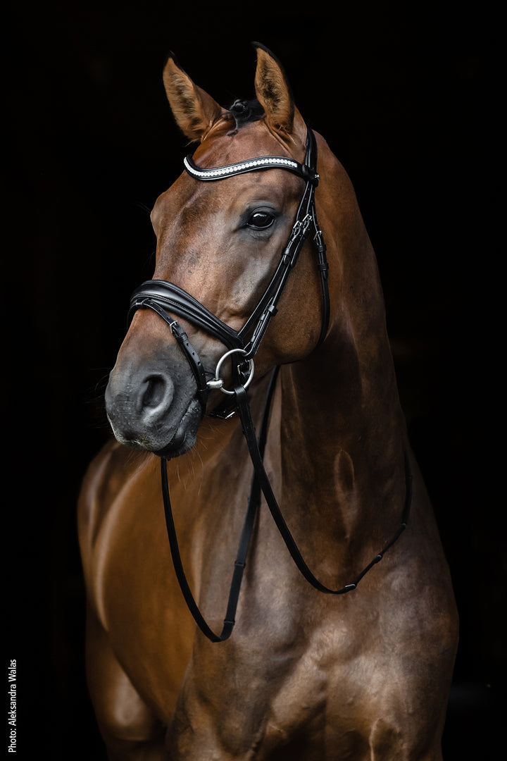 Shockemohle Charleston Snaffle Bridle - Snaffle Bridle - Kingdom Equestrian