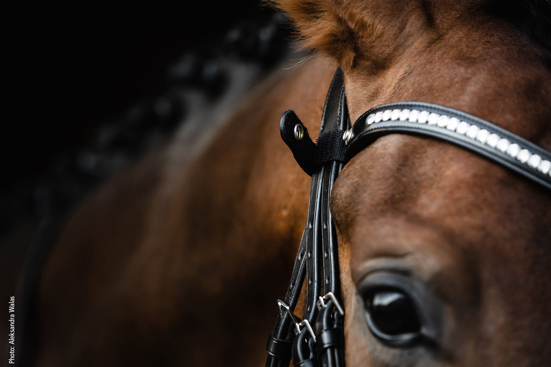 Shockemohle Charleston Snaffle Bridle - Snaffle Bridle - Kingdom Equestrian