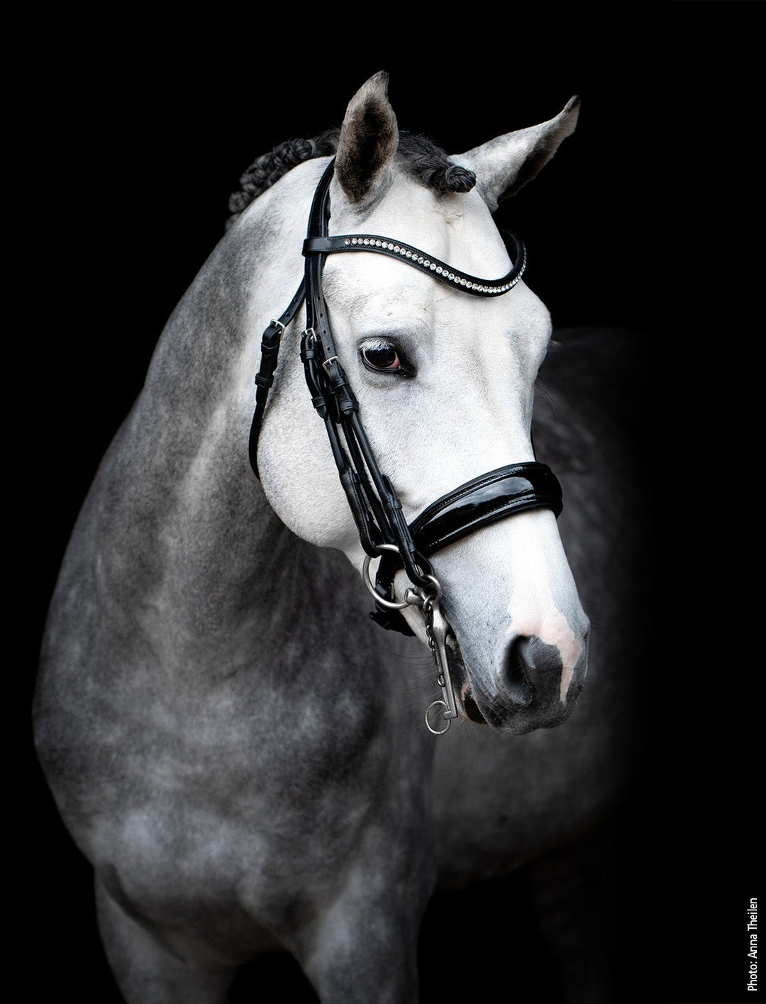 Shockemohle Venice Double Bridle - Double Bridle - Kingdom Equestrian