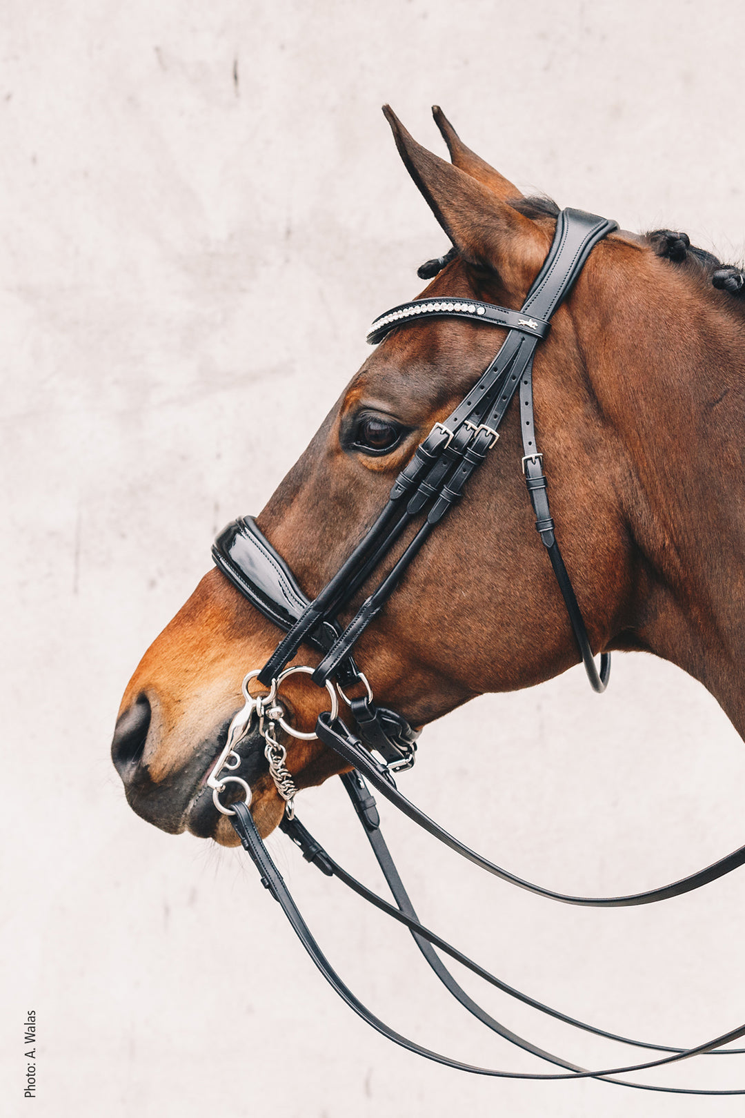 Shockemohle Venice Double Bridle - Double Bridle - Kingdom Equestrian