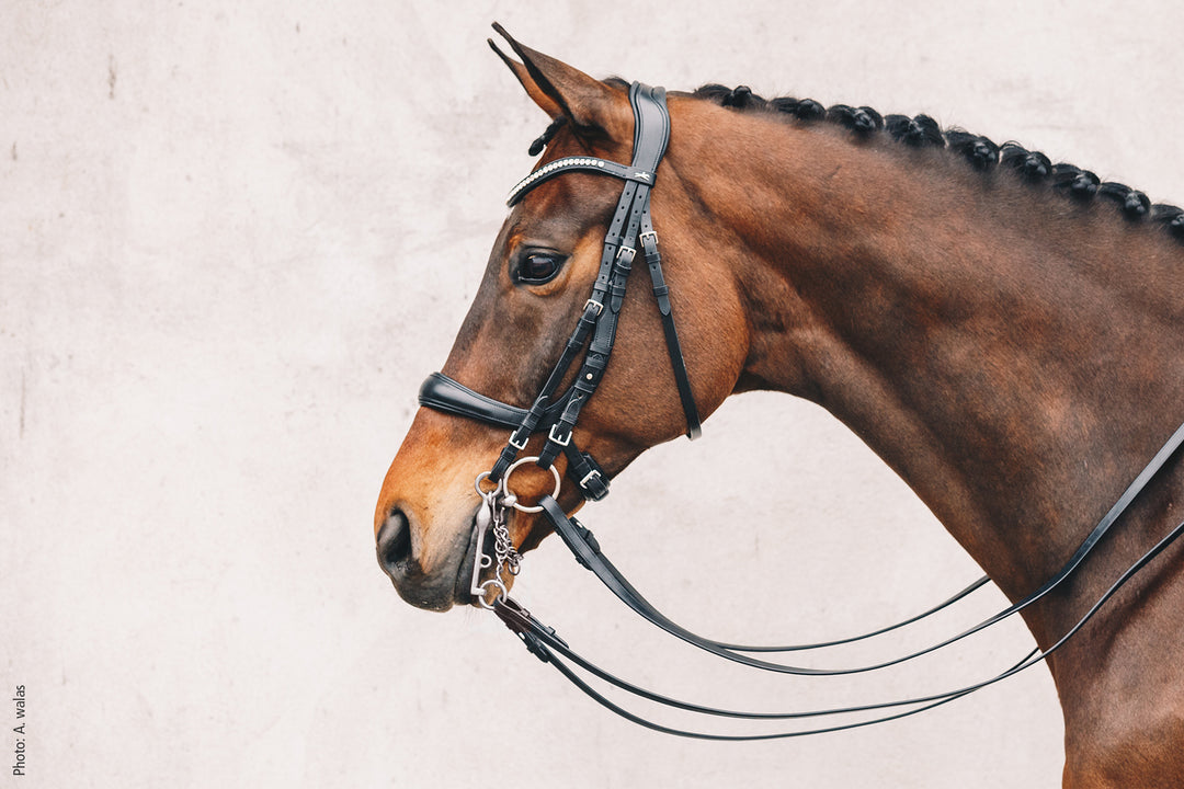 Schockemohle Equitus Gamma - Snaffle Bridle - Kingdom Equestrian