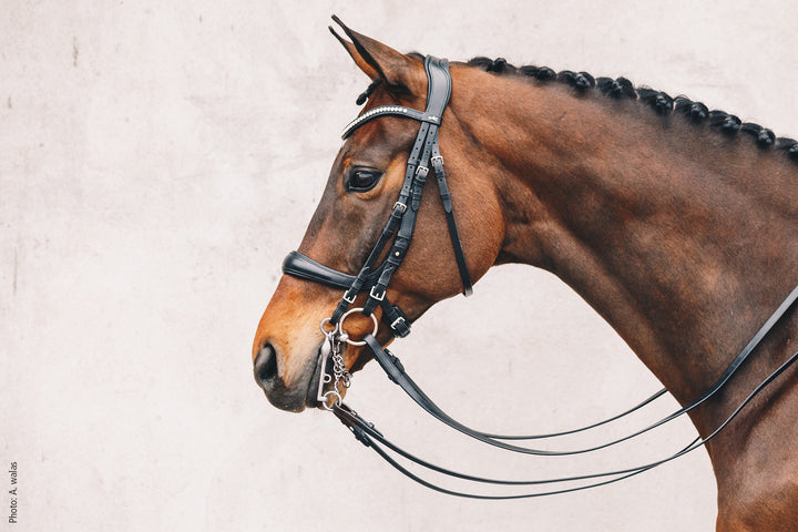 Schockemohle Equitus Gamma - Snaffle Bridle - Kingdom Equestrian