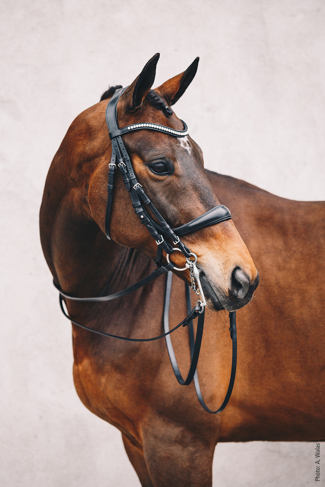 Schockemohle Equitus Gamma - Snaffle Bridle - Kingdom Equestrian