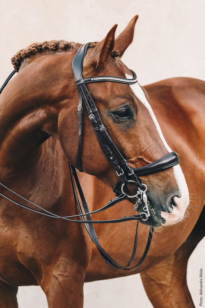 Schockemohle Equitus Gamma - Snaffle Bridle - Kingdom Equestrian