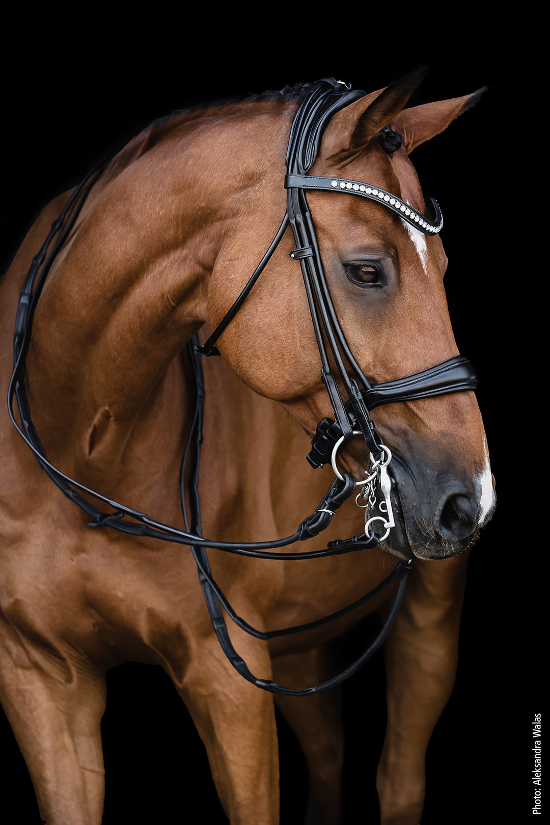 Shockemohle Kensington Double Bridle - Double Bridle - Kingdom Equestrian