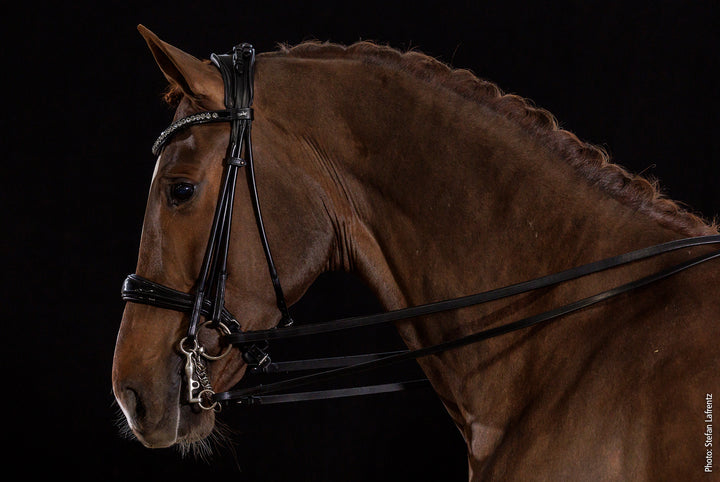 Shockemohle Kensington Double Bridle - Double Bridle - Kingdom Equestrian