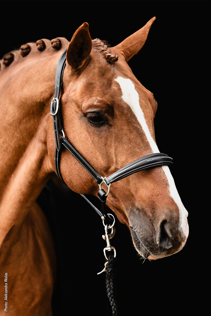 Schockemohle Frisco Leather Headcollar - Headcollar - Kingdom Equestrian