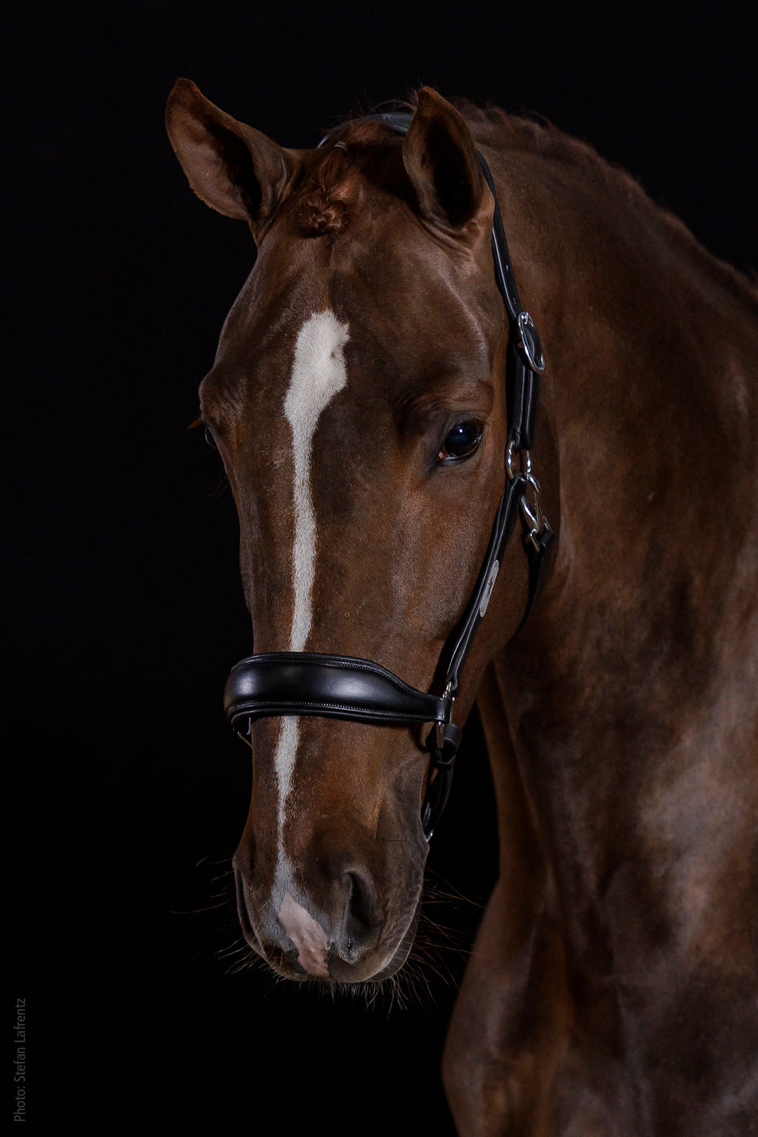 Schockemohle Fremont Pro Leather Headcollar - Headcollar - Kingdom Equestrian