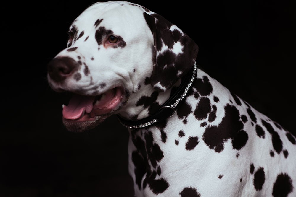 Equestrian Stockholm Dog Collar Black Edition - Dog Collar - Kingdom Equestrian