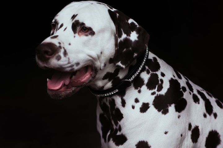 Equestrian Stockholm Dog Collar Black Edition - Dog Collar - Kingdom Equestrian