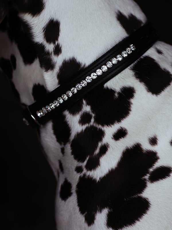 Equestrian Stockholm Dog Collar Black Edition - Dog Collar - Kingdom Equestrian